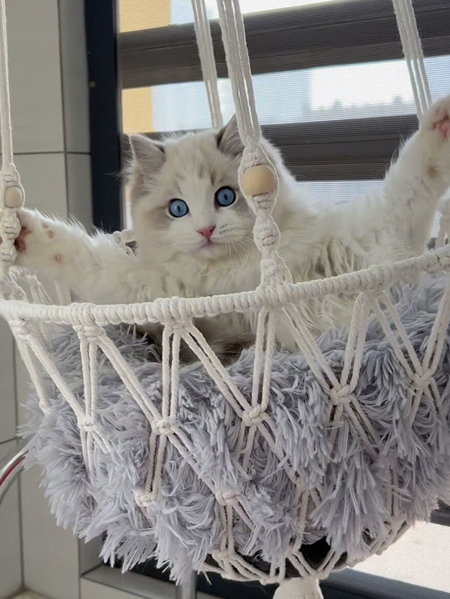 Handgemaakte kattenhangmat, ha - Woven Wall Basket recensie en prijs